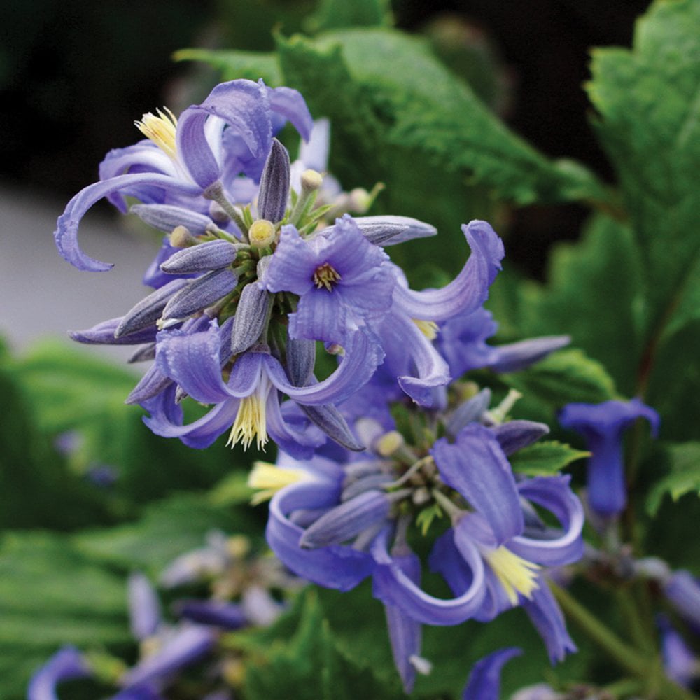 Thompson and Morgan Clematis New Love Potted Plant 7cm Image 3
