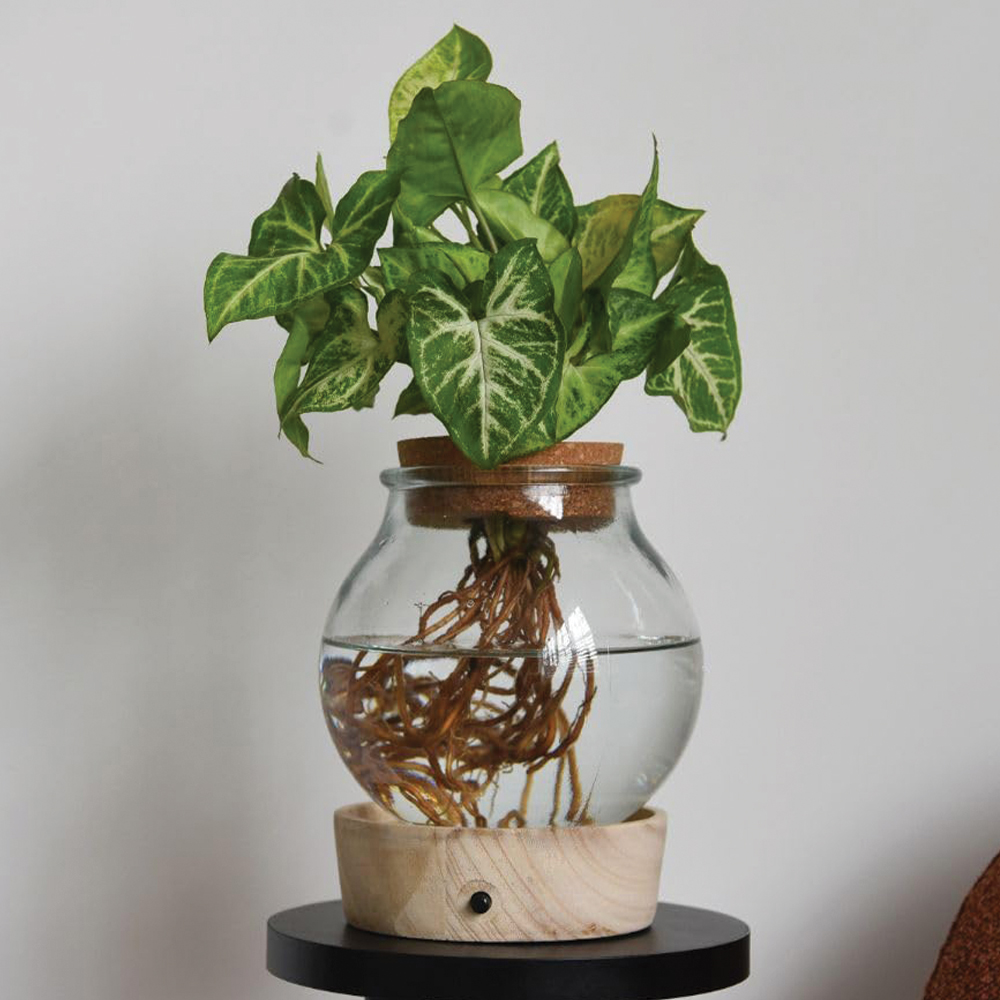 Thompson & Morgan Houseplants Mix Plant with Light Up LED Glass Vase 2 Pack Image 4