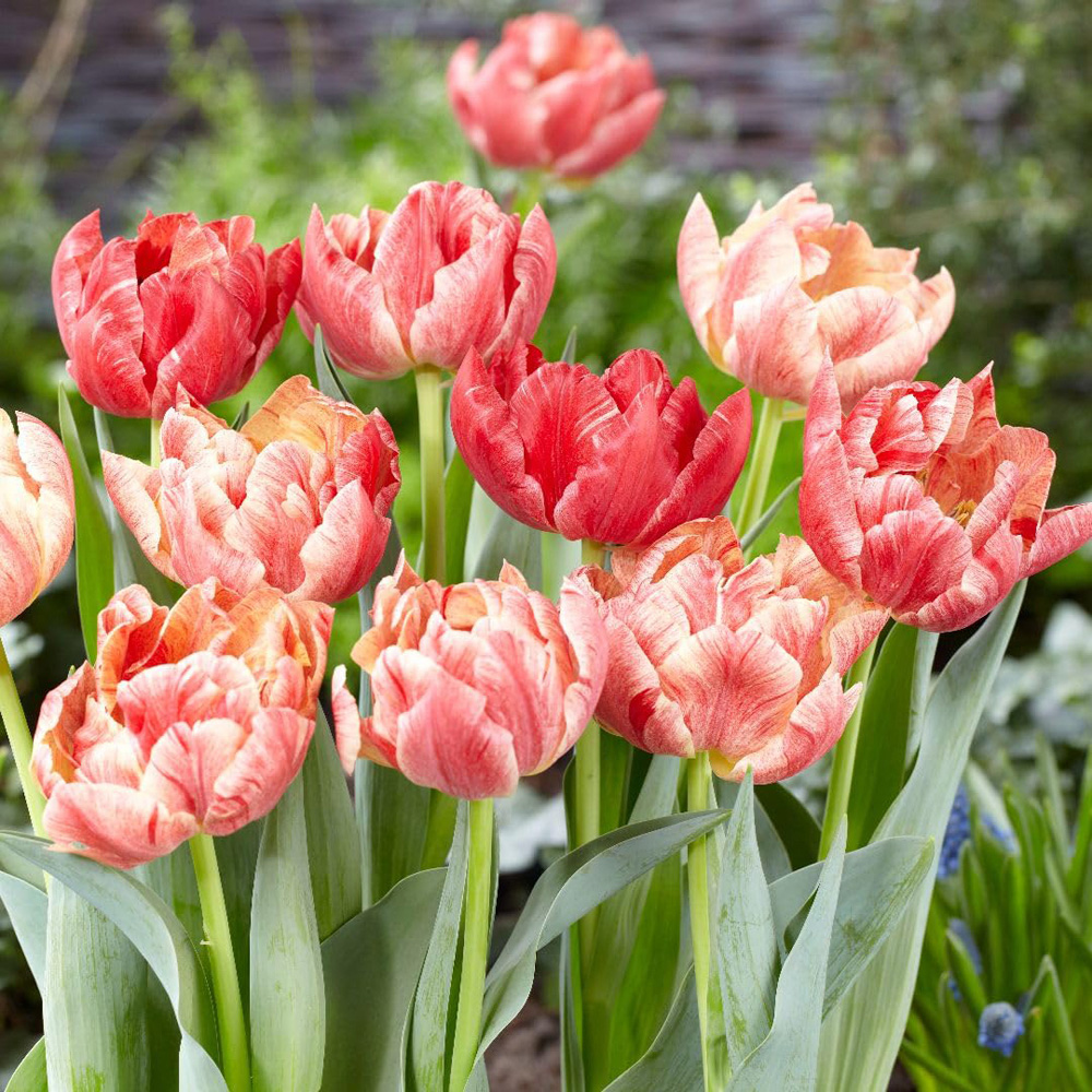 Thompson and Morgan Tulip Peptalk Planting Bulb 8 Pack Image 1