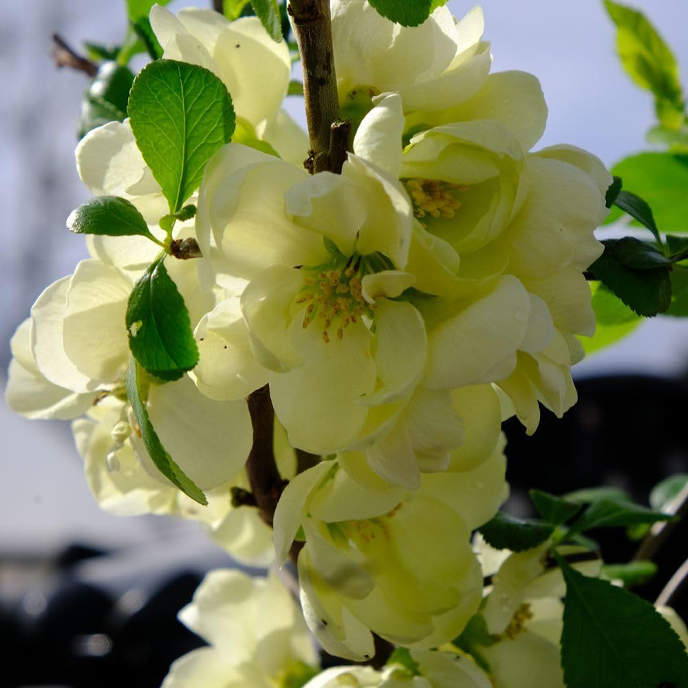 Thompson and Morgan Chaenomeles Lemon Sorbet Plant Pot 9cm Image 2