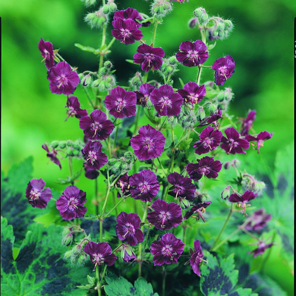 Thompson and Morgan Geranium Phaeum Var Phaeum Samobor Bare Root 3 Pack Image 2