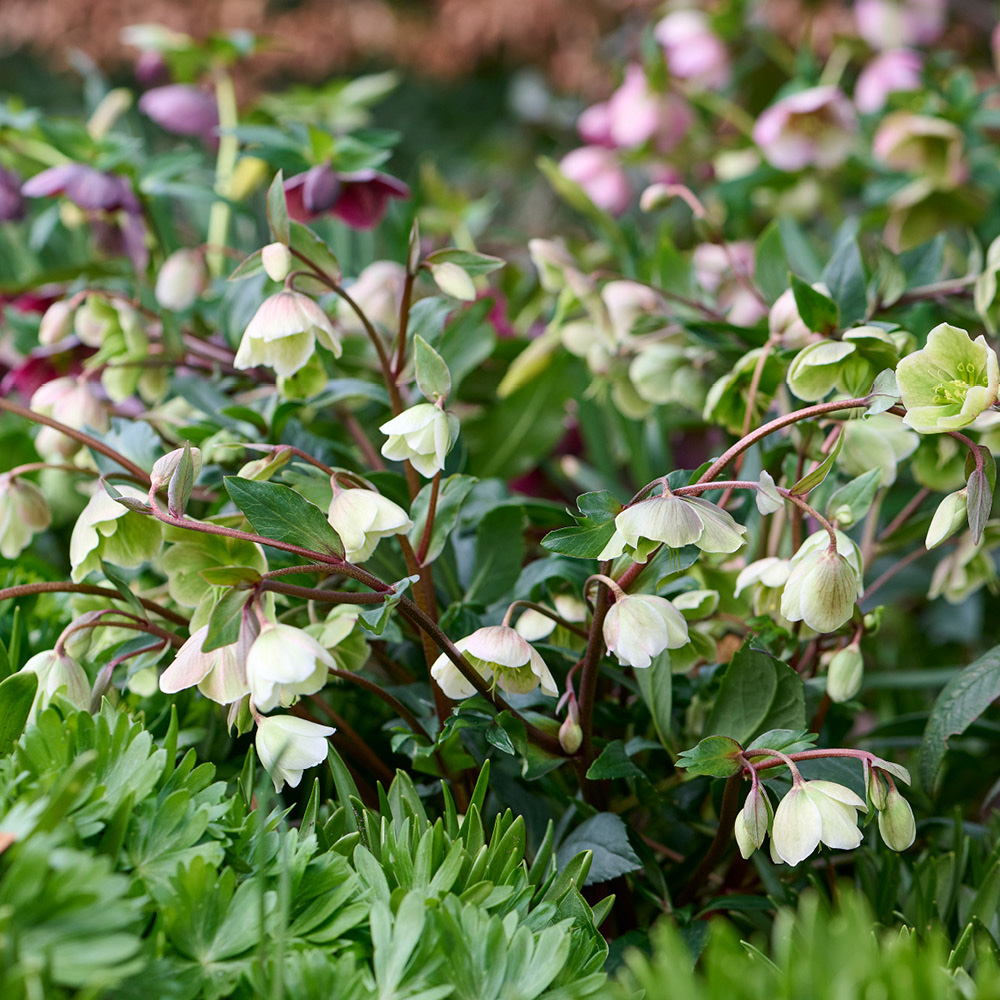 YouGarden Hellebore Winter Bells Jumbo Plant Plug 3 Pack Image 2