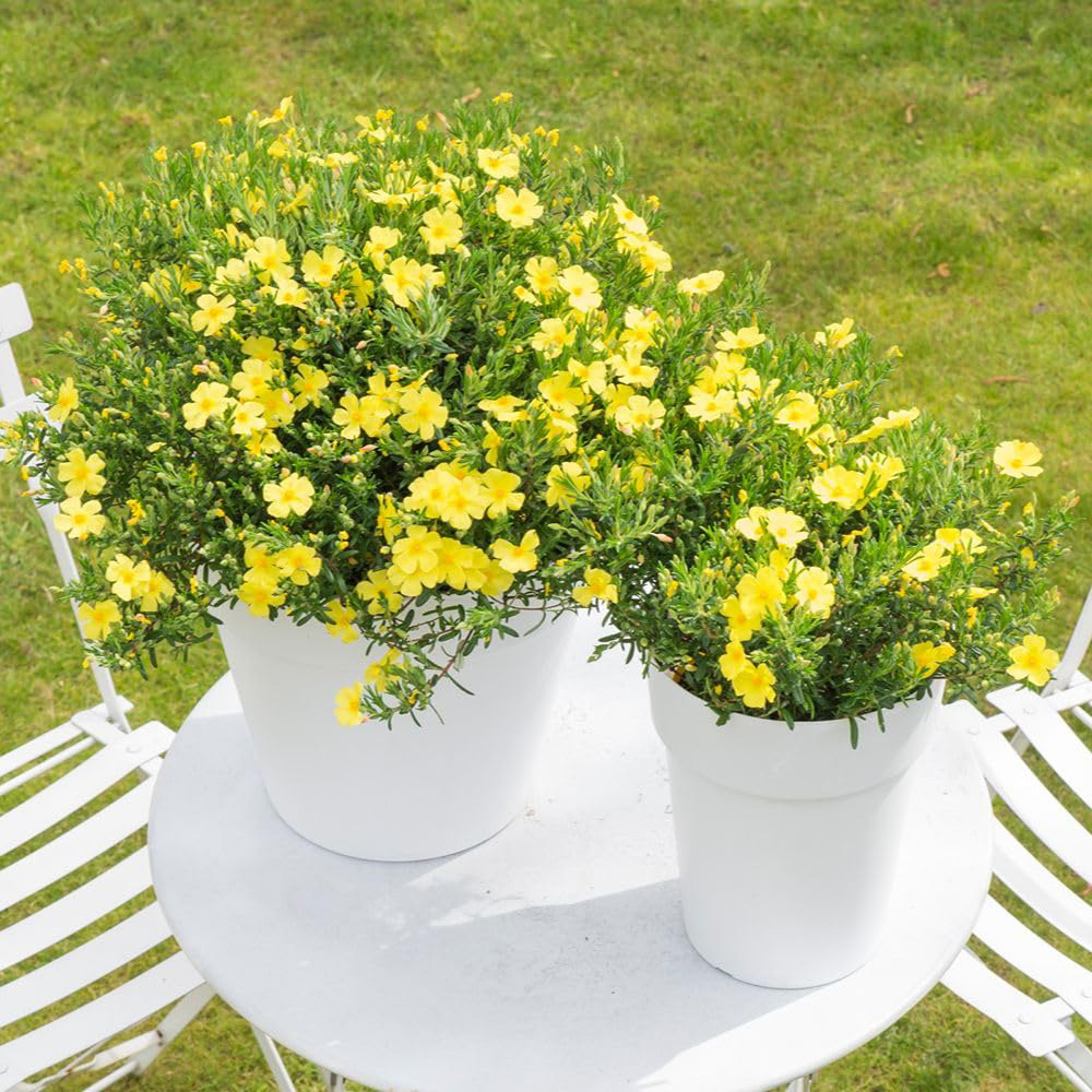Thompson and Morgan Halimium Commutatum April Sun Plant Pot 15cm Image 3