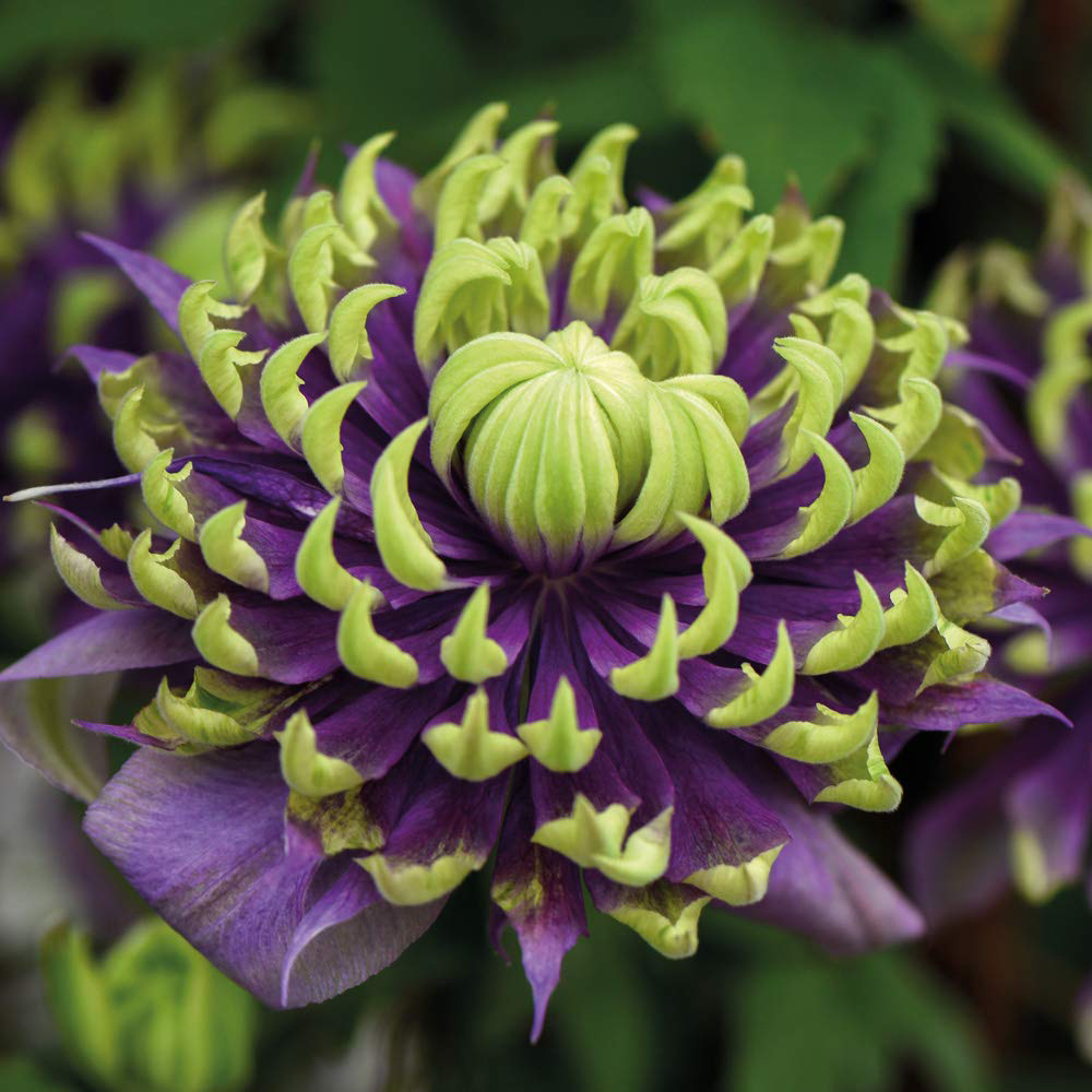 Thompson and Morgan Clematis Florida Taiga Pot 9cm Image 4