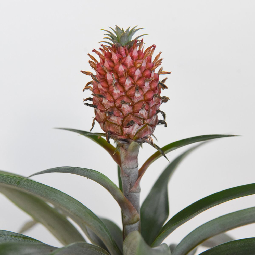 Thompson and Morgan Ornamental Pineapple Rosita Plant Pot 12cm Image 4