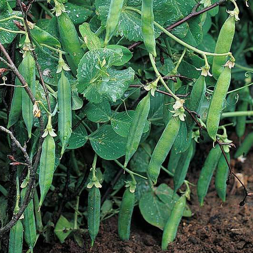 Thompson and Morgan Pea Meteor Seeds Image 1