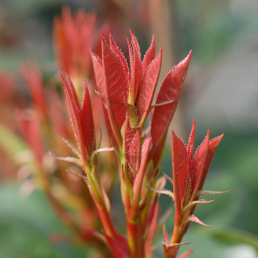 Thompson and Morgan Photinia Red Robin Plant Pot 9cm Image 4