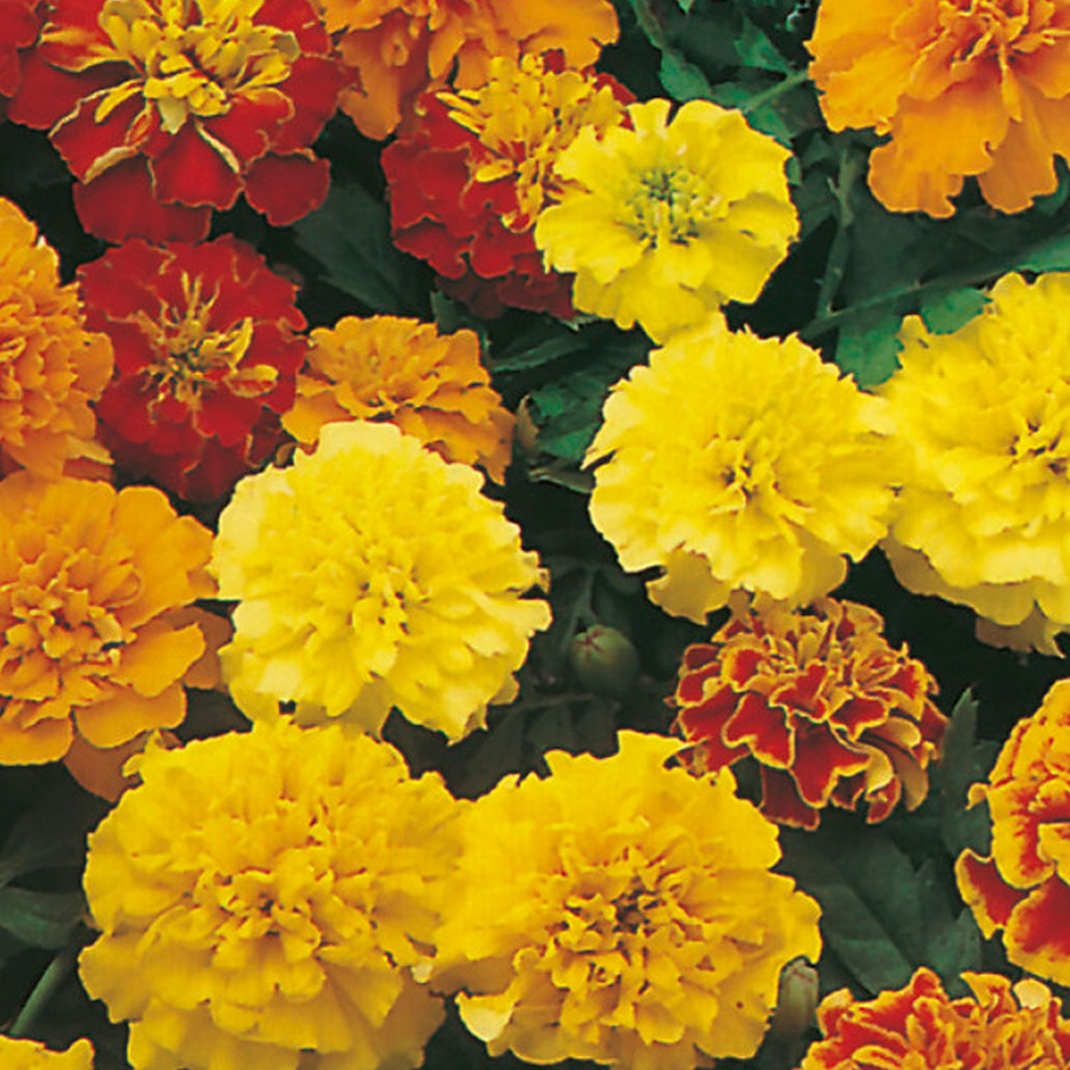 Johnsons Marigold French Dwarf Double Mixed Flower Seeds Image 1