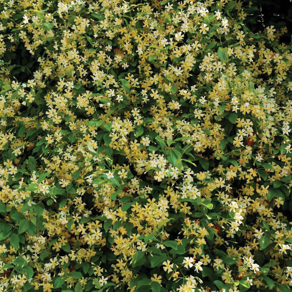 Thompson and Morgan Trachelospermum Jasmine Tuscani Plant Pot 9cm Image 4