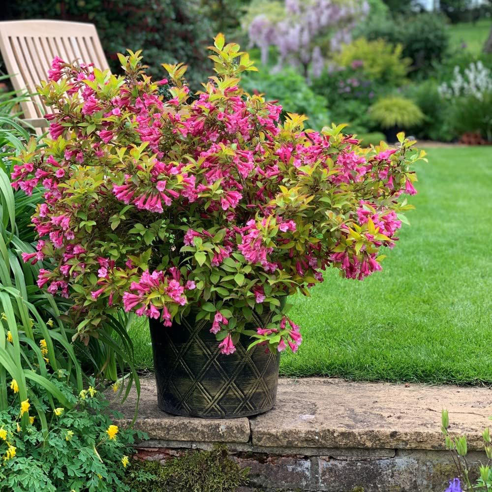 Thompson and Morgan Weigela Magic Carpet Plant Pot 9cm Image 2