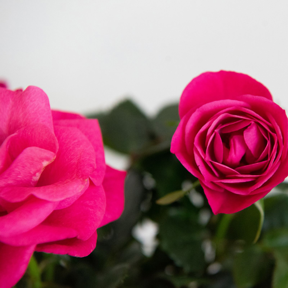 Thompson and Morgan Christmas Gift Scented Rose Deep Pink Plant in Zinc Pot 10.5cm 4 Pack Image 8