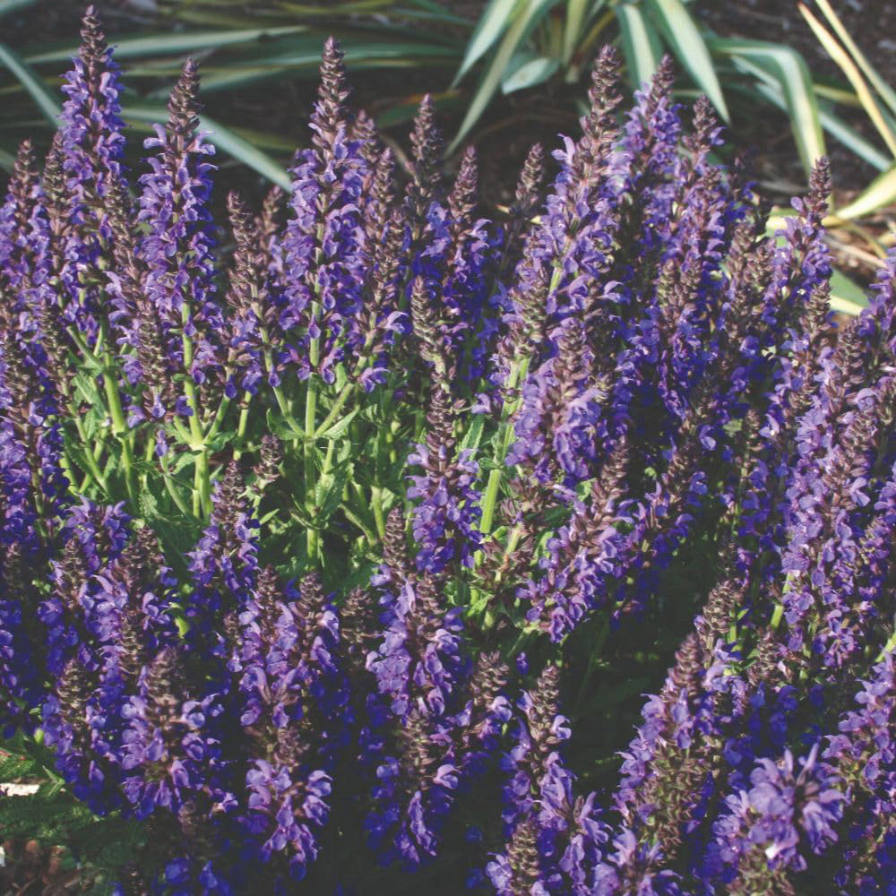 Thompson and Morgan Salvia Nemorosa Marcus Plant Pot 9cm 2 Pack Image 3