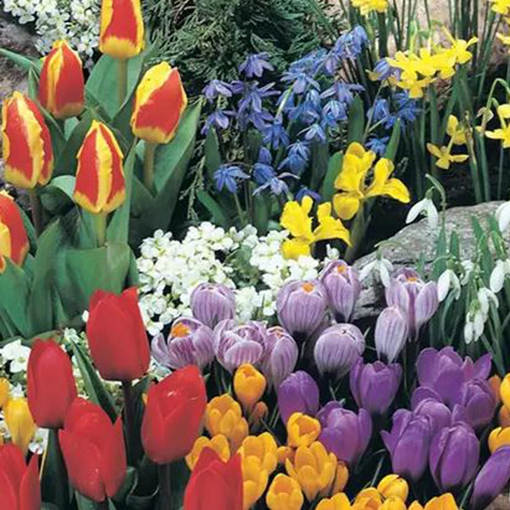 Thompson and Morgan Flowering Bonanza Collection Spring Planting Bulb 50 Pack Image 6