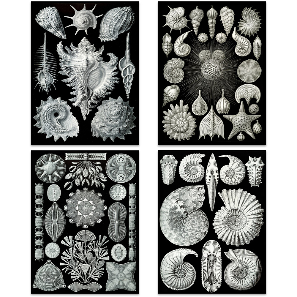 Artery8 Black and White Vintage Ernst Haeckel Botanical Wall Art Print 30 x 41cm 8 Pack Image 2