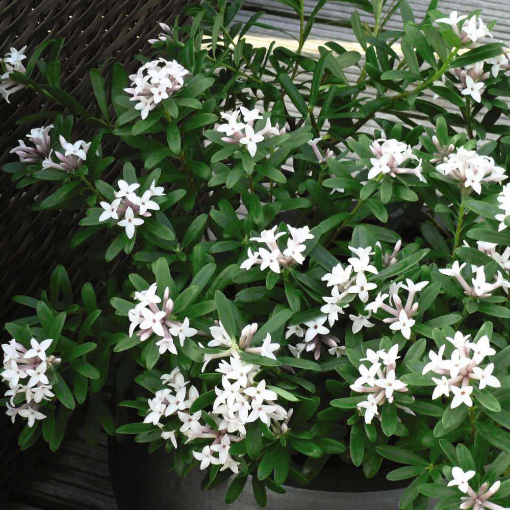 Thompson and Morgan Daphne Transatlantica Duo Plant Pot 9cm 2 Pack Image 2