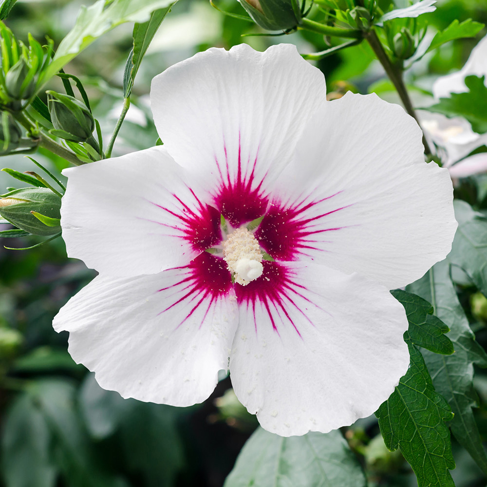 YouGarden Hibiscus Tricolour Bush Plant Pot 4.6L Image 4