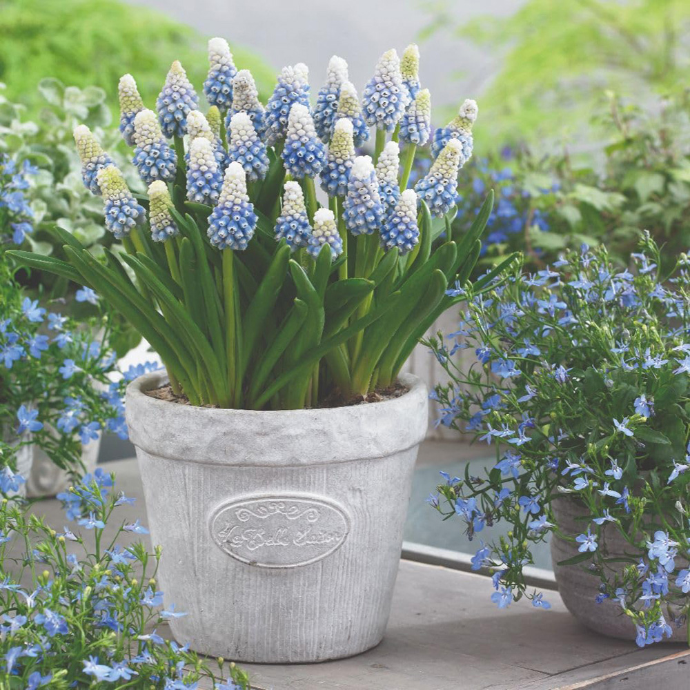 Thompson and Morgan Muscari Mountain Lady Planting Bulb 20 Pack Image
