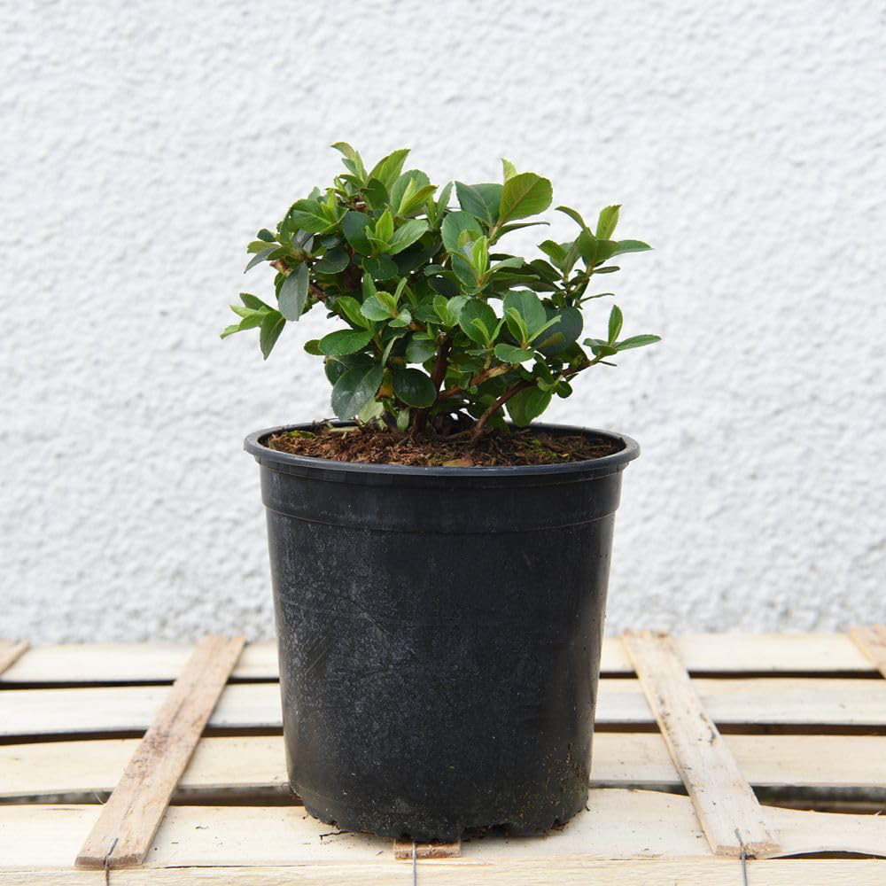 Thompson and Morgan Escallonia Laevis Pink Elle Plant Pot 9cm 3 Pack Image 6