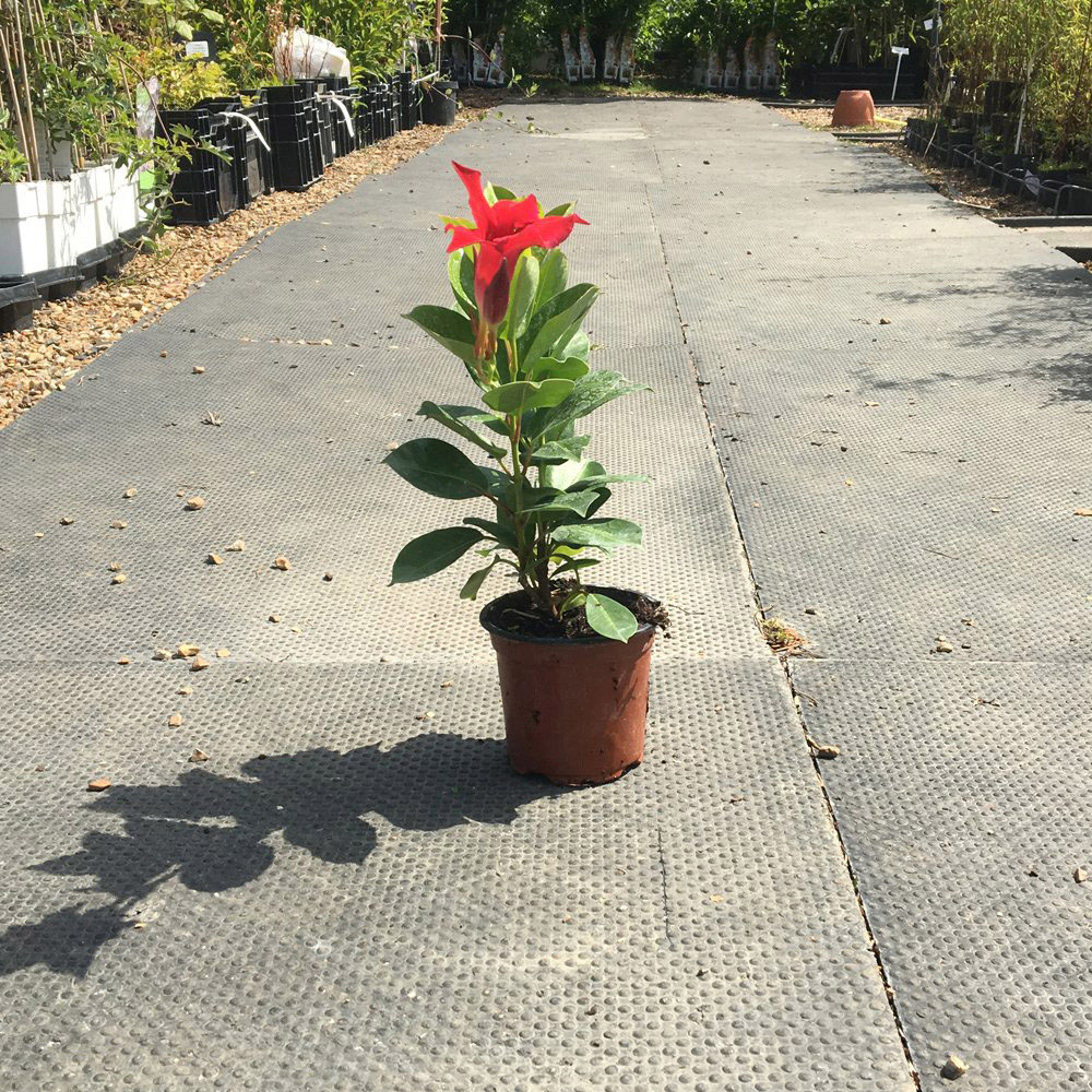 Thompson and Morgan Mandevilla Red Plant Pot 10.5cm Image 5