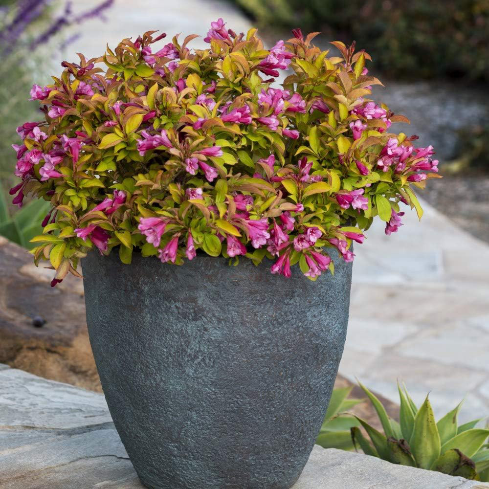 Thompson & Morgan Weigela Towers of Flowers Cherry Plant Pot 9cm 2 Pack Image 4