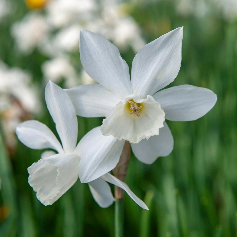 Thompson and Morgan Daffodil Thalia Autumn Planting Bulb 16 Pack Image 3