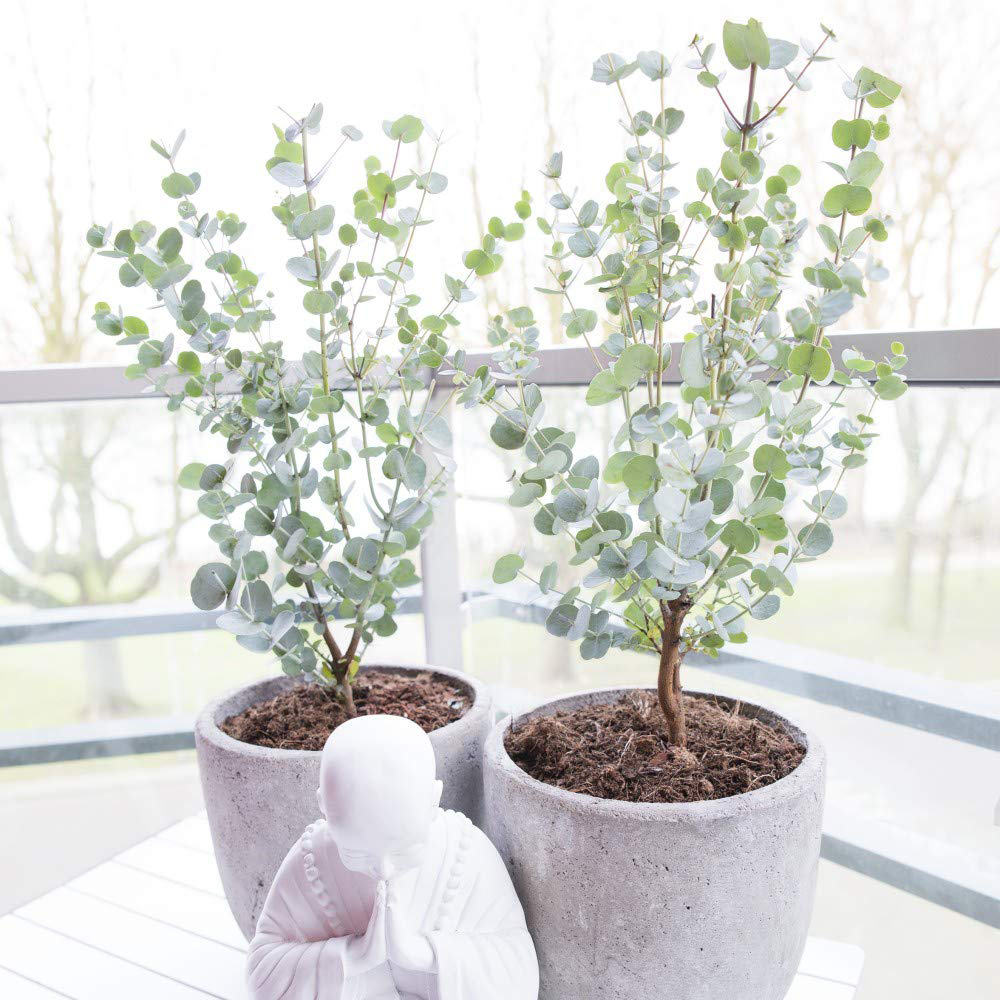 Thompson and Morgan Eucalyptus Gunnii Azura Plant Pot 9cm Image 6