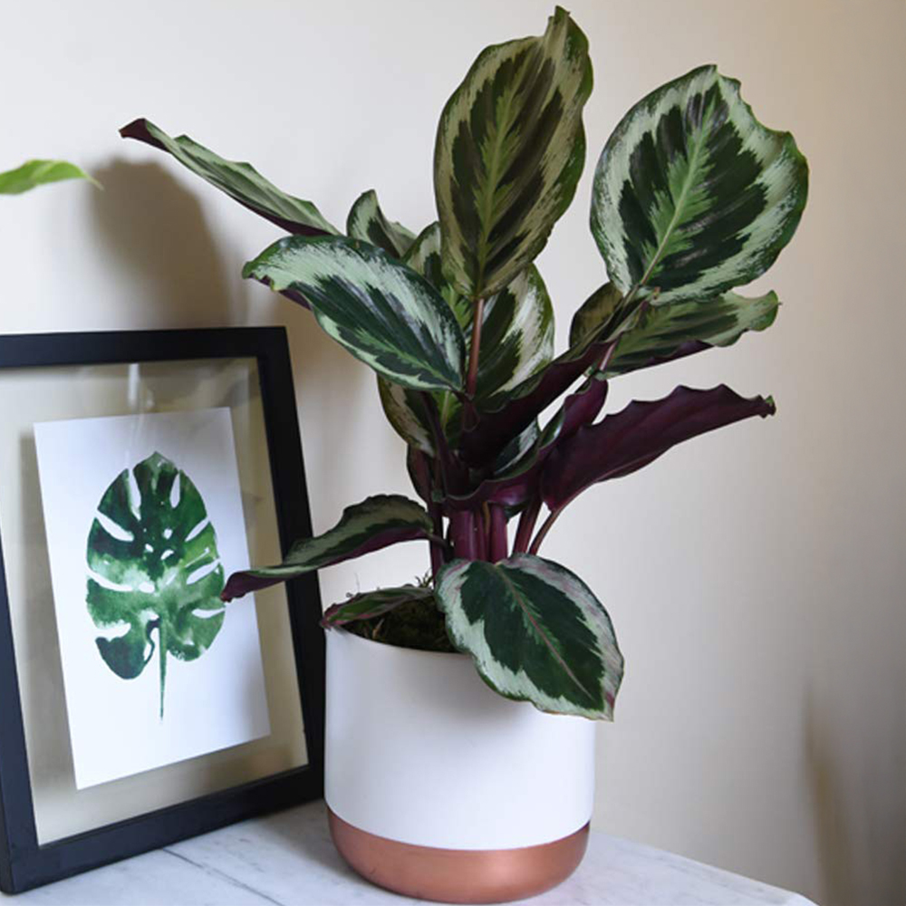 Thompson and Morgan Calathea Roseopicta Medallion Potted Plant 9cm Image 1