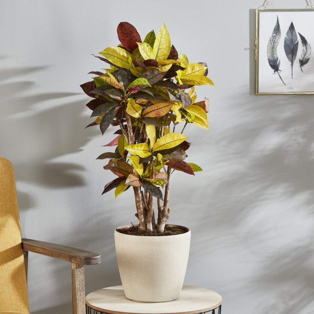 Thompson and Morgan Codiaeum Variegatum Pictum Mrs Iceton Potted Plant 21cm Image 7