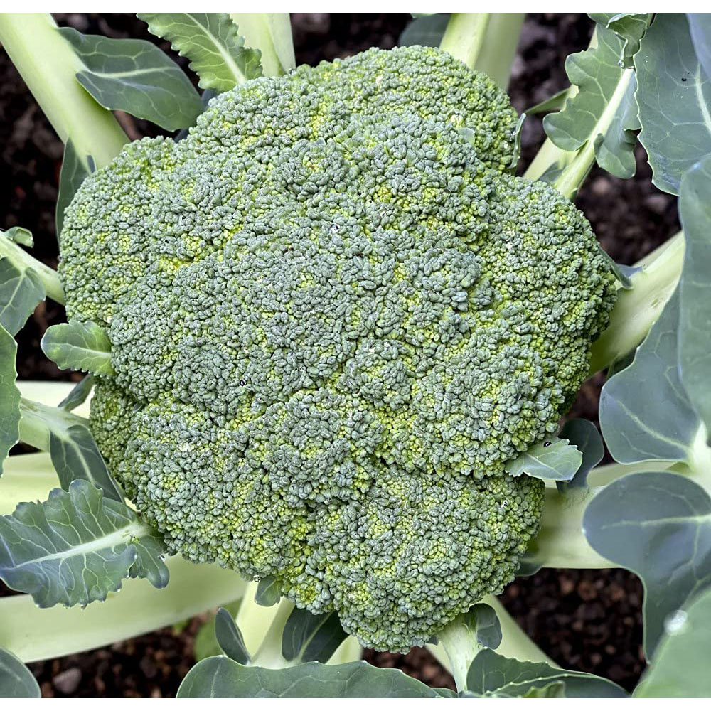 Thompson and Morgan Broccoli Blue Finn F1 Seeds Image 2