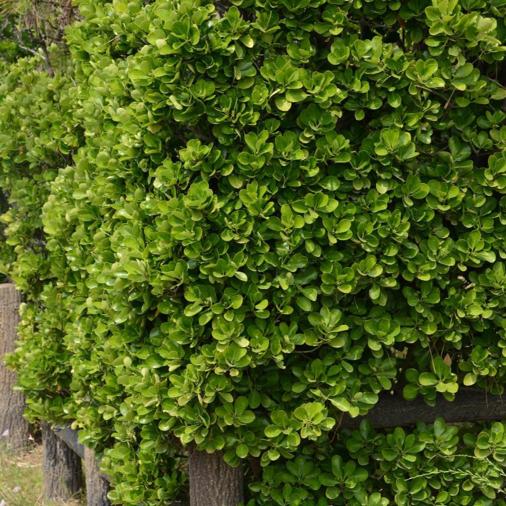 Thompson and Morgan Euonymus Japonicus Plant Pot 10L Image 2