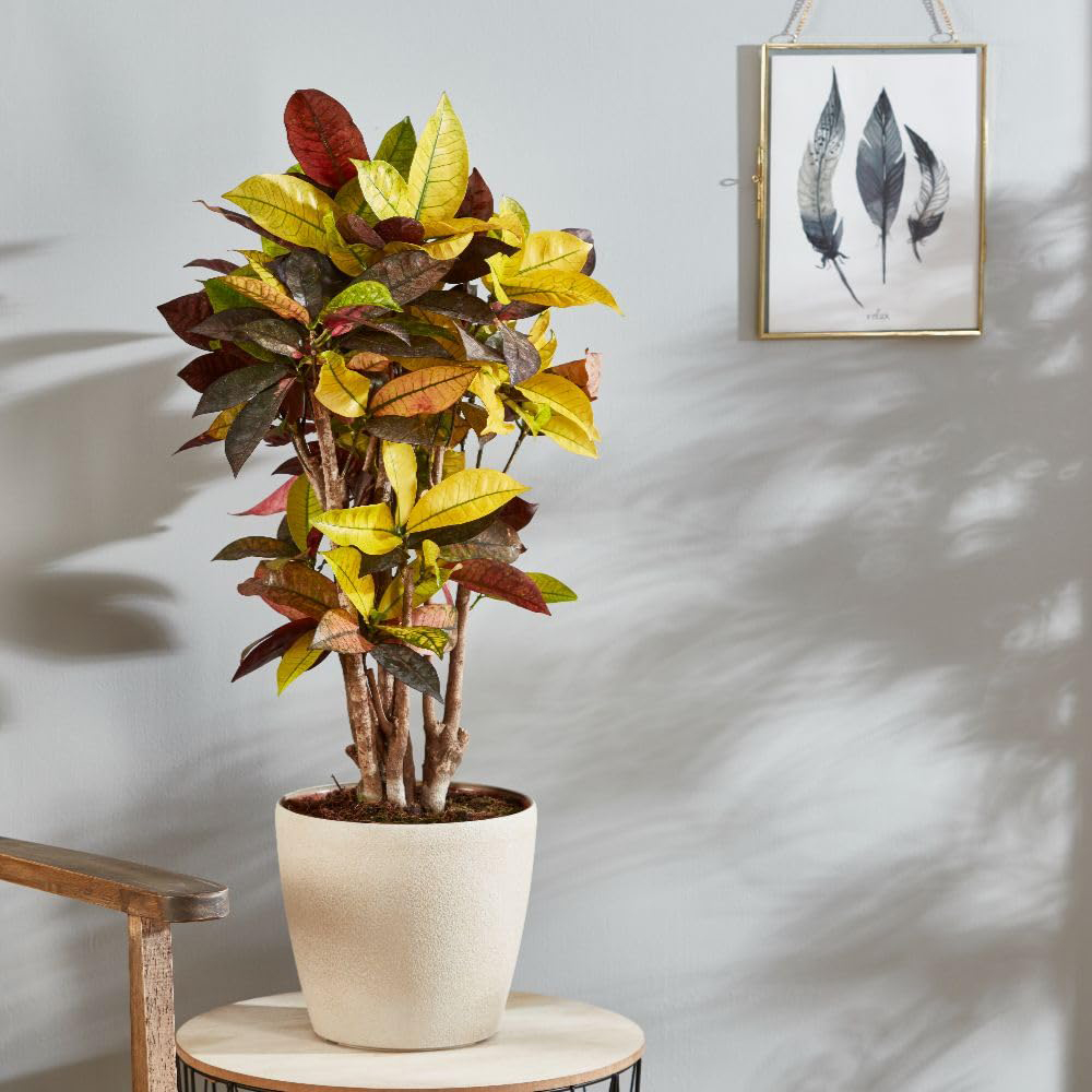 Thompson and Morgan Codiaeum Variegatum Var. Pictum Mrs Iceton Plant Pot 21cm 2 Pack Image 3