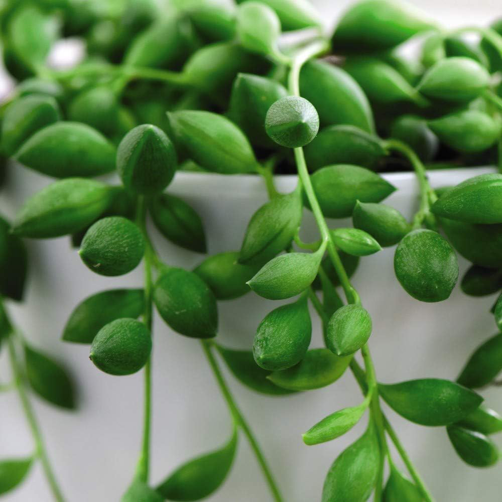 Thompson & Morgan Senecio String of Pearls Plant Pot 8cm Image 4