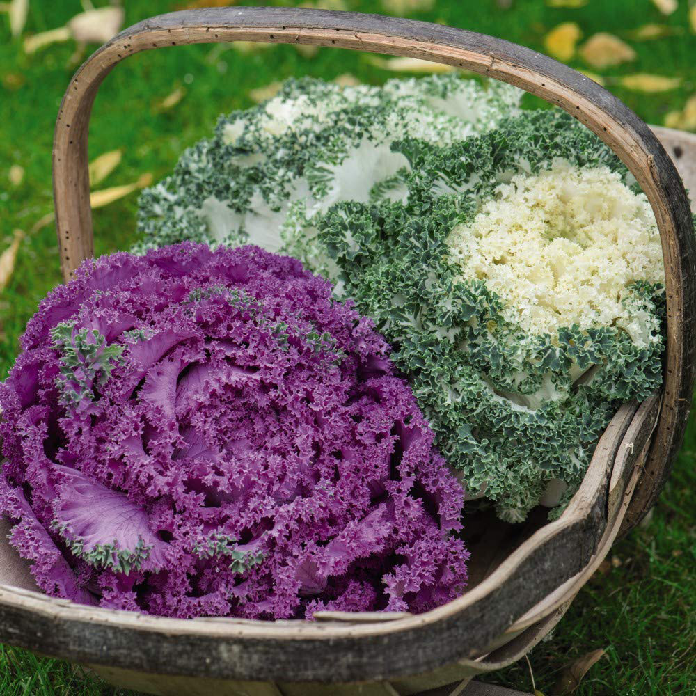 Thompson & Morgan Kale Jardin Mixed Seed Packet Image 3
