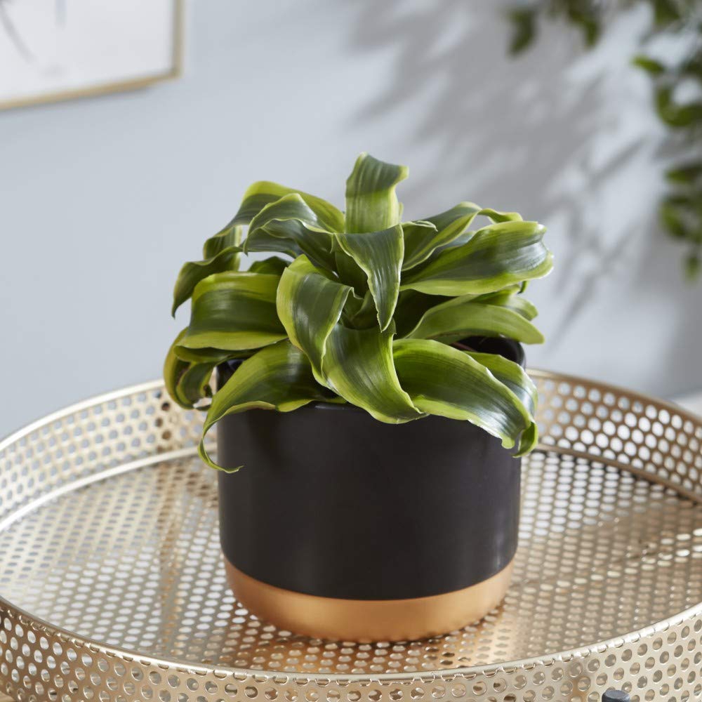 Thompson and Morgan Dracaena Fragrans Tornado Potted Plant 12cm Image 4