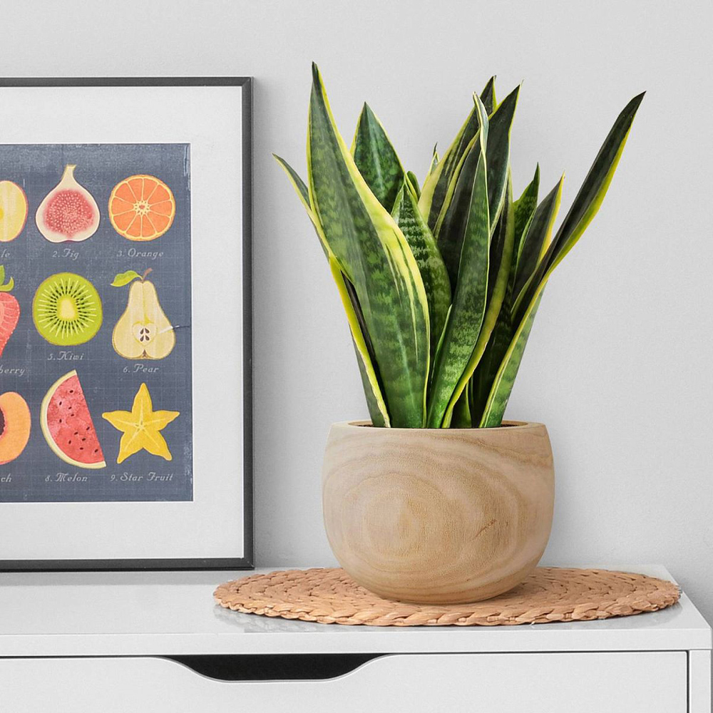 LECHUZA Hortico Eco Wooden Round Indoor Plant Pot 15 x 23cm 3 Pack Image 2