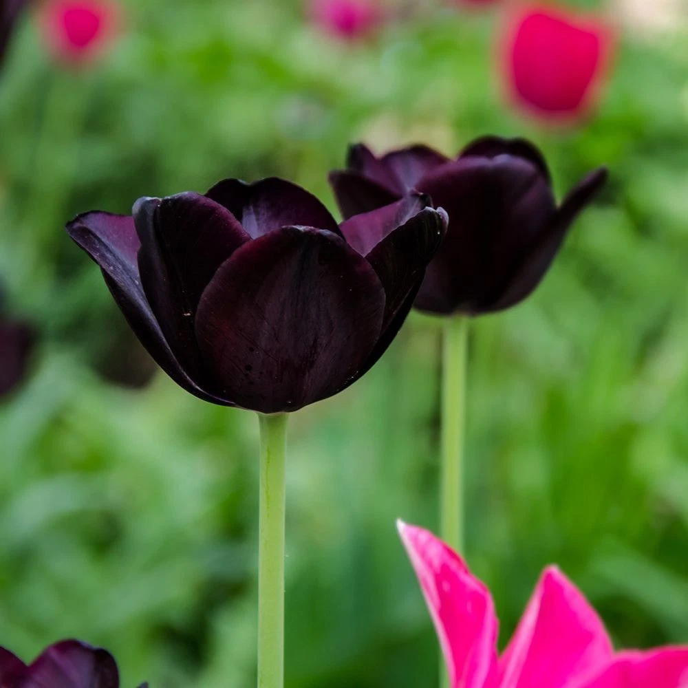 Thompson and Morgan Tulip Paul Scherer Autumn Planting Bulb 8 Pack Image 3