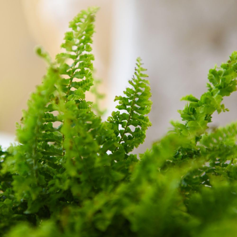 Thompson and Morgan Boston Fern Nephrolepis Exaltata Plant Pot 17cm 3 Pack Image 3