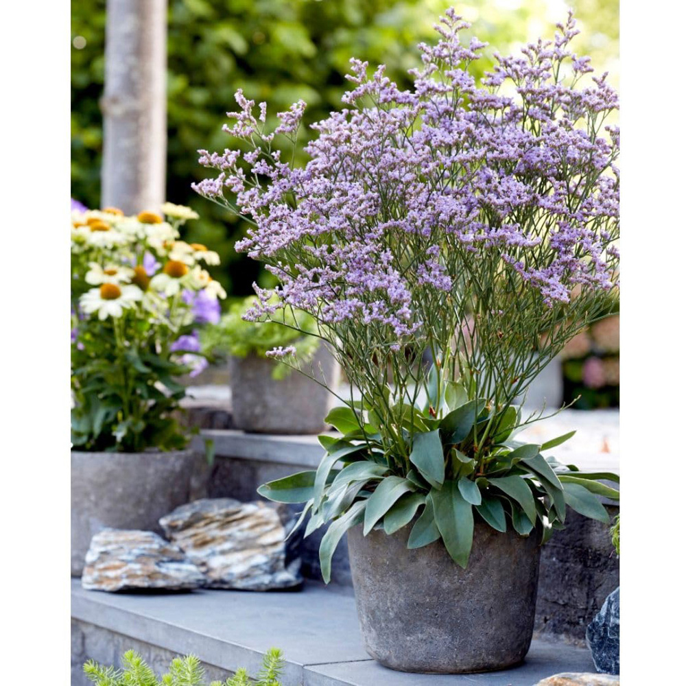 Thompson and Morgan Limonium Gmelinii Dazzle Rocks Plant Pot 2L Image 3
