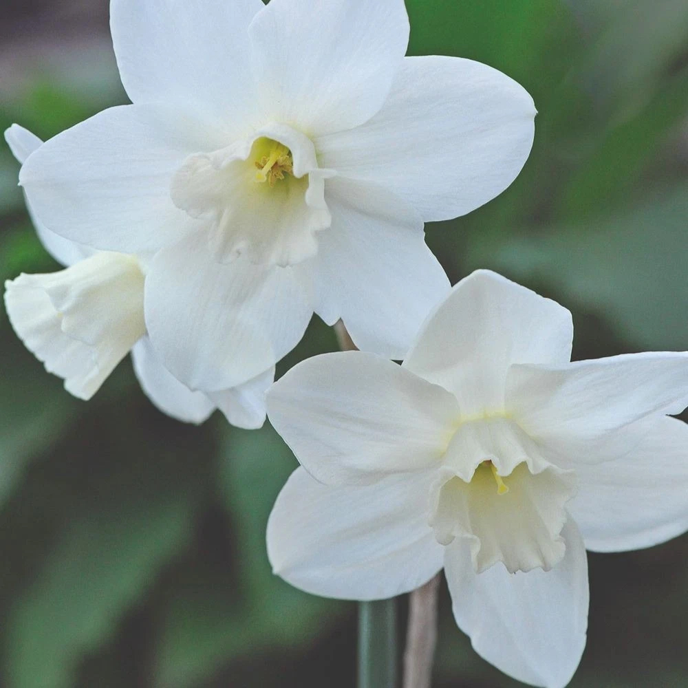 Thompson and Morgan Daffodil Cornish Miniatures Collection Planting Bulb 24 Pack Image 2