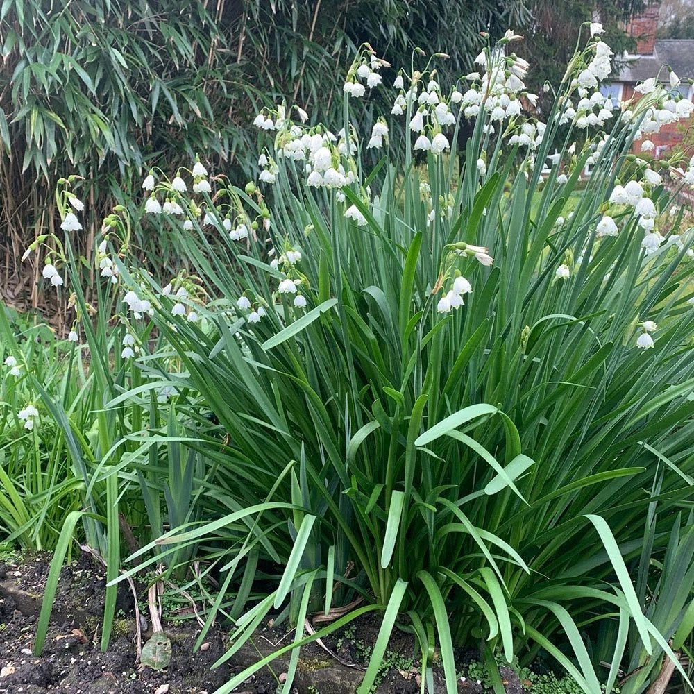Thompson and Morgan Leucojum Aestivum Summer Snowflake Autumn Planting Bulb 6 Pack Image 6