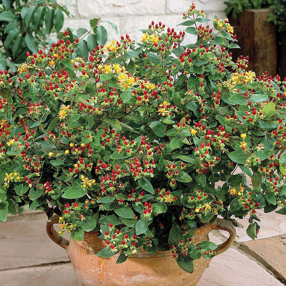 Thompson and Morgan Hypericum Orange Flair Plant Pot 9cm Image 2