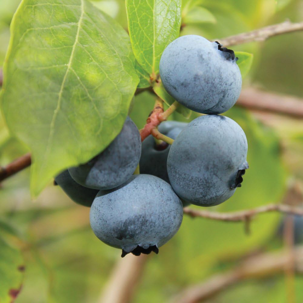 Thompson and Morgan Blueberry Brigitta Potted Plant 1.5L Image 2