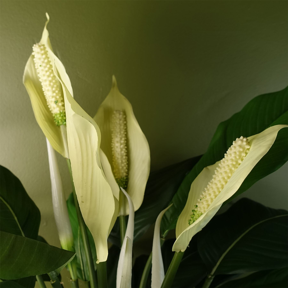 Botanik Lily Peace White Spathiphyllum Artificial Plant in Pot 48cm Image 3