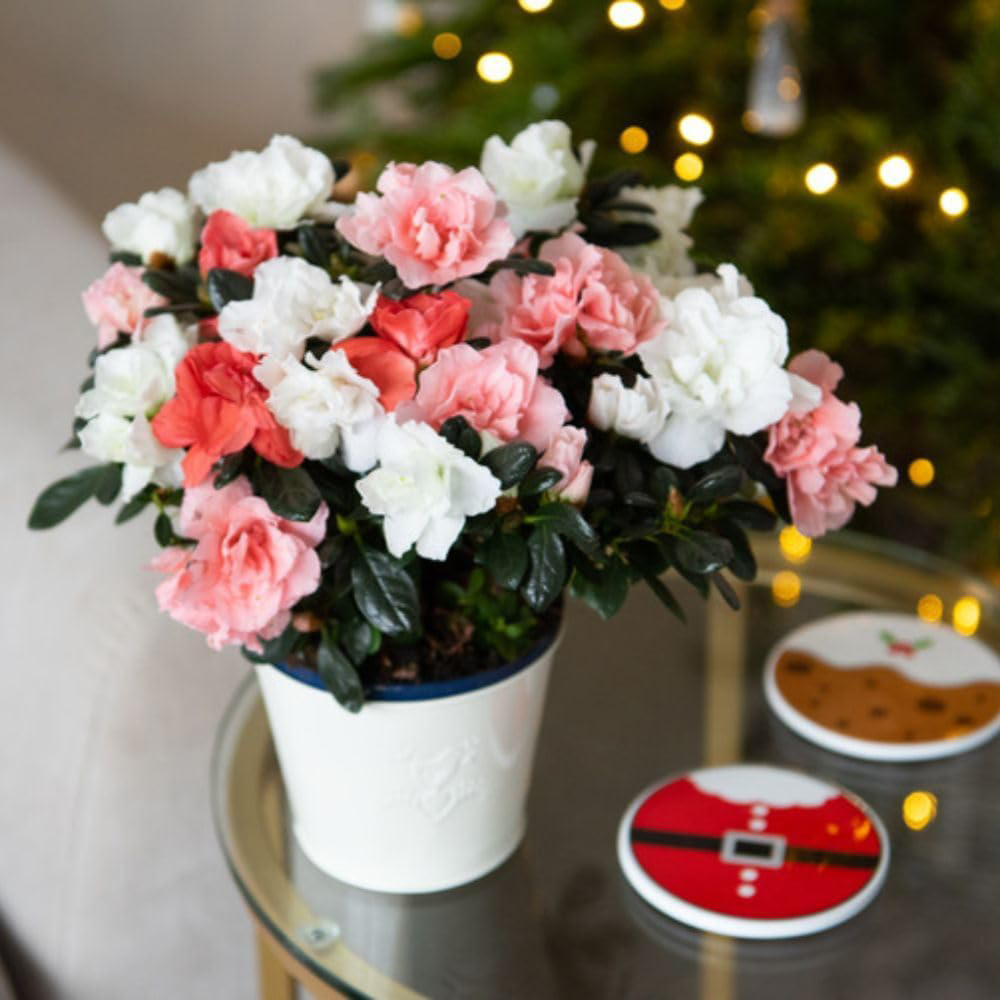 Thompson and Morgan Christmas Gift Azalea Quartet Plant Pot 14cm 2 Pack Image 4