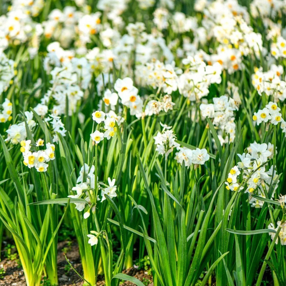 Thompson and Morgan Daffodil Most Scented Mixed Planting Bulb 42 Pack Image 2