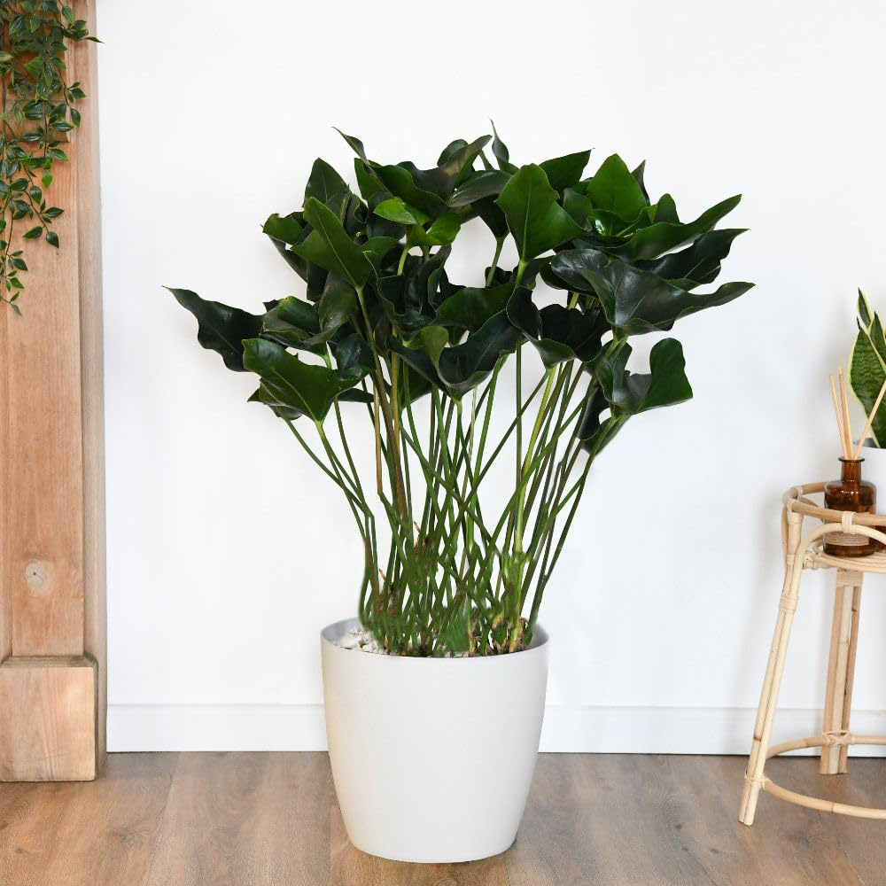 Thompson and Morgan Anthurium Arrow in Hydro Plant Pot 30cm 2 Pack Image 5