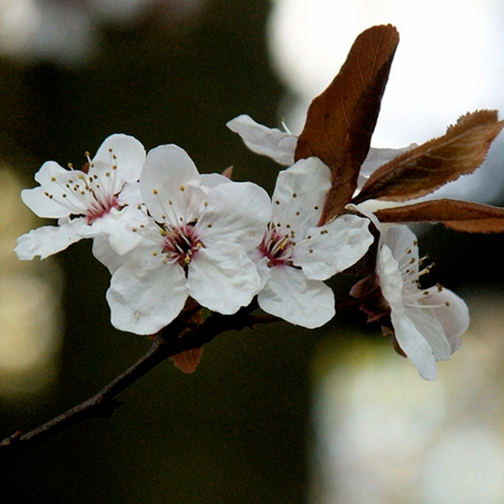 Inspirational Gifting Cherry Plum Bare Root Hedge Plant Saplings 2-3ft 10 Pack Image 2
