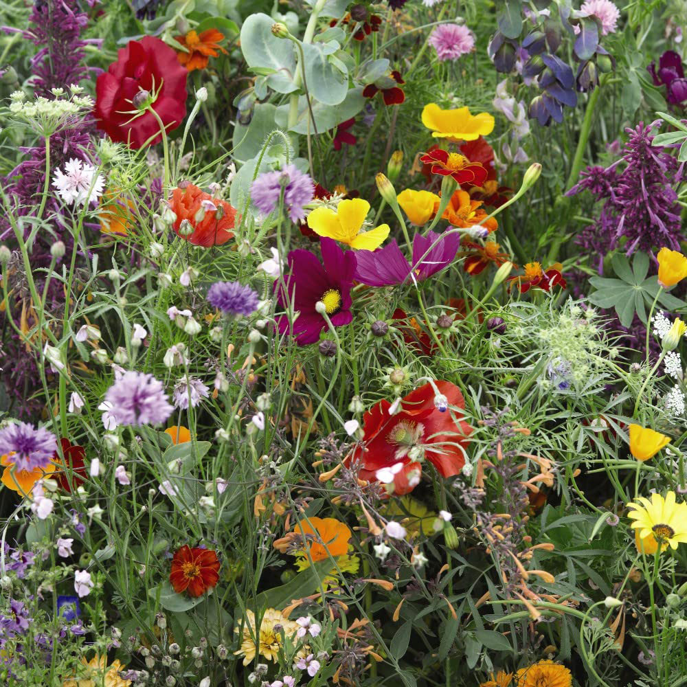 Thompson & Morgan Wild Flower Mix Seeds Image 1