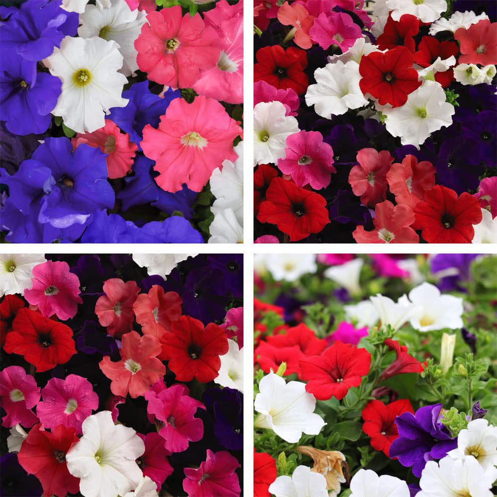 Thompson and Morgan Petunia Express Mixed Garden Ready Plant 30 Pack Image 1