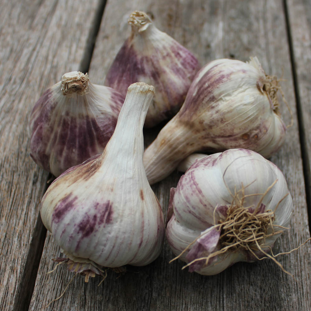 wilko Germidour Pink Garlic Bulbs 2 Pack Image 1
